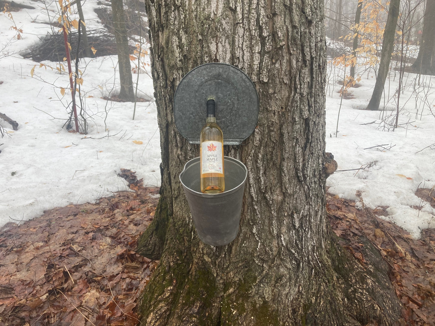 Apple Maple Wine
